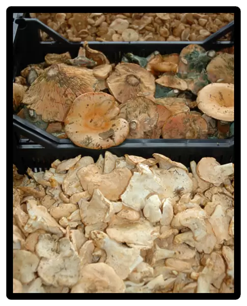 03. France, Arles, Provence, mushrooms at outdoor market