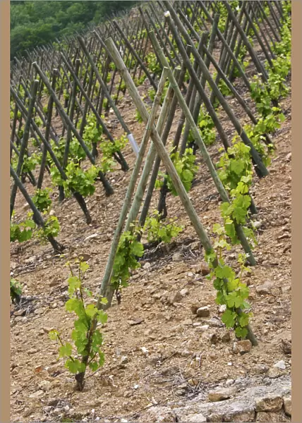 The vineyard of Pierre Gaillard in Malleval where he makes wines of the appellations Cote Rotie