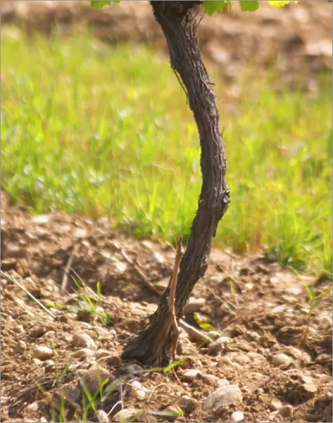 Young vines in the vineyard on the typical sandy pepply (galets) soil in Crozes Hermitage