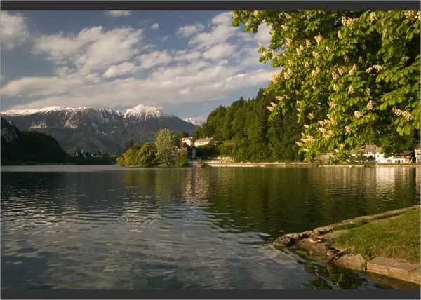 SLOVENIA-GORENJSKA-Bled: Lake Bled View from Mlino Village