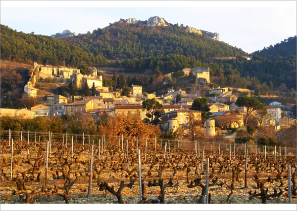 A vineyard with syrah vines at sunset and the village Gigondas, Vaucluse, Rhone, Provence