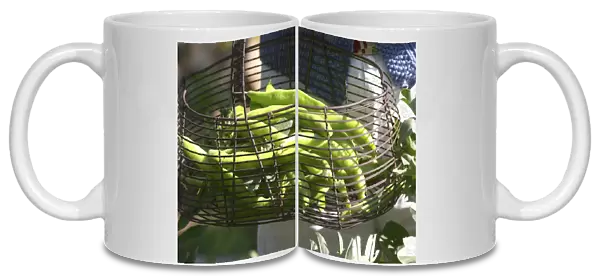 green Beans in the vegetable garden picked and held in a metal wire basket Clos des