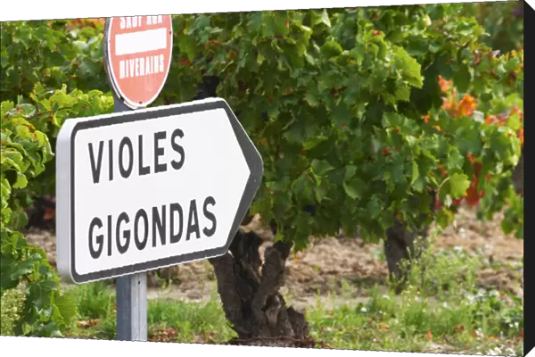 Road sign in front of the vineyards saying Gigondas and Violes. An old vine in the