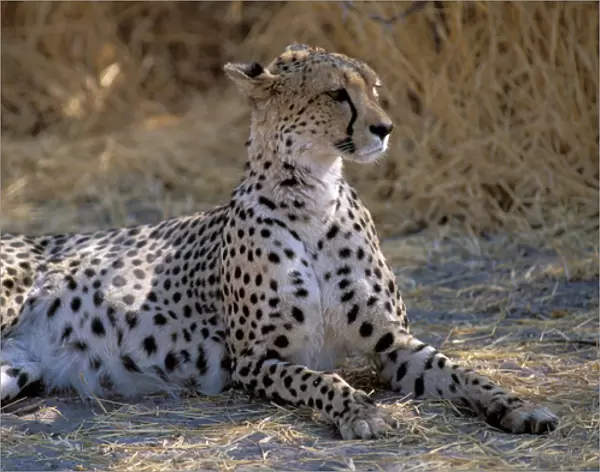 Africa. Cheetah (Acinonyx jubatus)