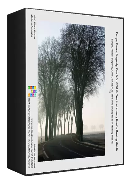 Europe, France, Burgundy, Cote D Or, GENLIS: Tree lined country Road in Morning Mist-Rt