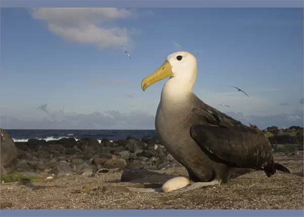 Waved Albatross (Phoebastria irrorata) with egg. Punta Cevallos, Espanola Island