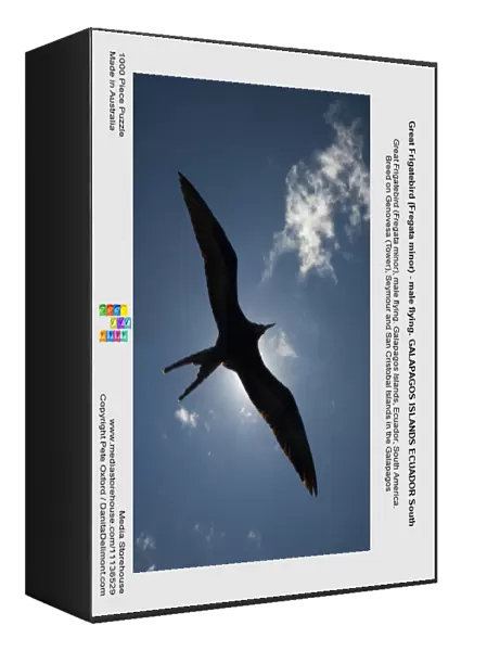 Great Frigatebird (Fregata minor) - male flying. GALAPAGOS ISLANDS ECUADOR South