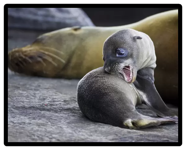 Galapagos Sea Lion pup and mother