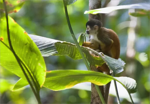 Endangered Black-crowned Central American Squirrel Monkey (Saimiri oerstedii oerstedii)