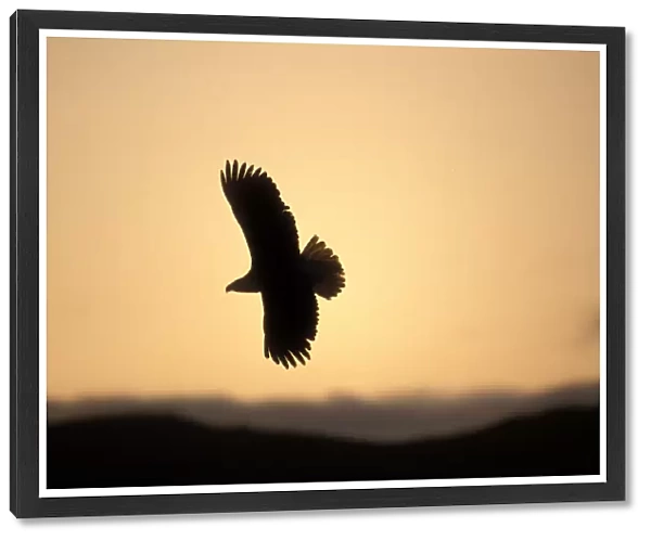 USA, Alaska, Kodiak Island, Bald Eagle (Haliaeetus leucocephalus) soars above Narrow