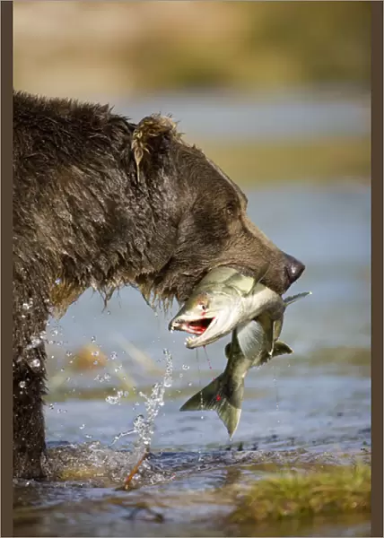 USA, Alaska, Katmai National Park, Kinak Bay, Brown Bear (Ursus arctos) carries spawning