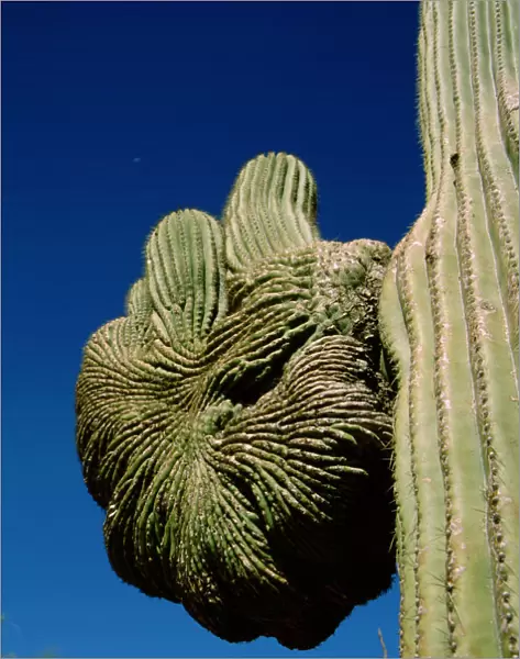North America, USA, Arizona, Phoenix. Desert Botanical Garden, crested'