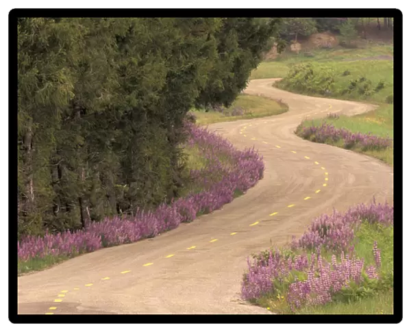 N. A. USA, California Winding road lined with lupine flowers