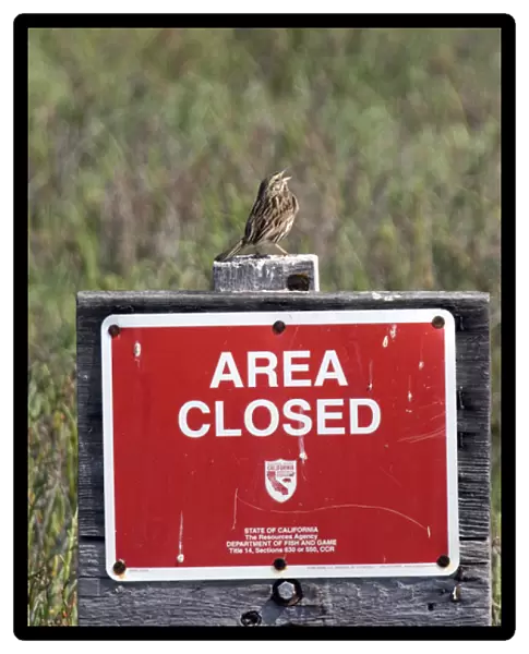 USA - California - San Diego - Song Sparrow sitting on Area Closed sign