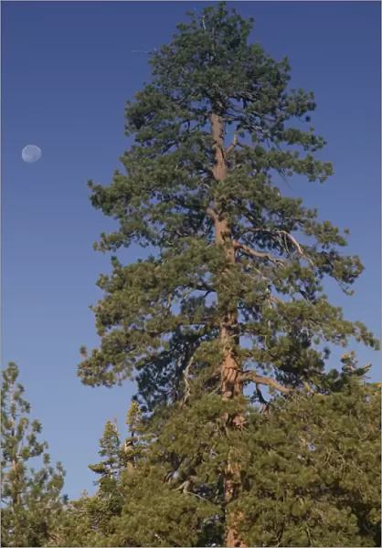 06. USA, California, Yosemite National Park: Pine & Moon  /  Tioga Road