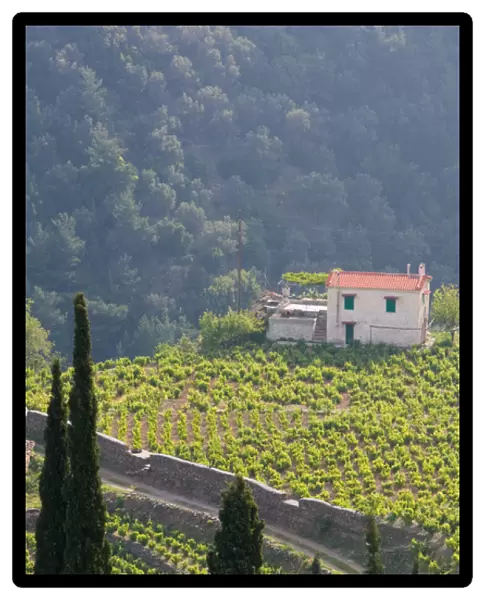 GREECE-Northeastern Aegean Islands-SAMOS-Manolates: Hillside Vineyard