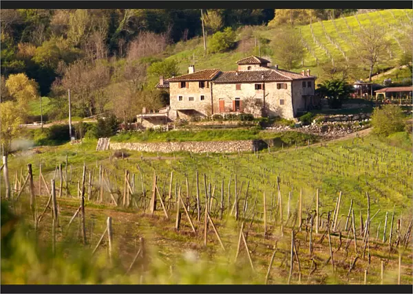 Italy, Tuscany, Greve, Poggio Asciutto, an Agriturismo bed and breakfast farm