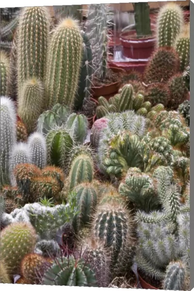A colorful variety of cactus at the Bloemenmarket