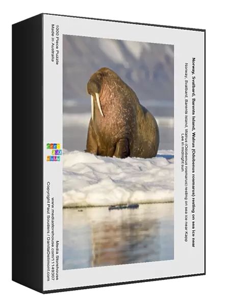 Norway, Svalbard, Barents Island, Walrus (Odobenus rosmarus) resting on sea ice near