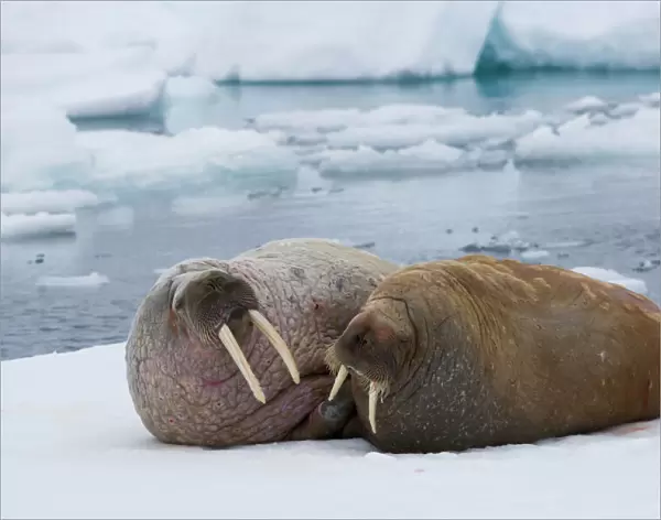 walrus couple on ice floe (Odobenus rosmarus), June