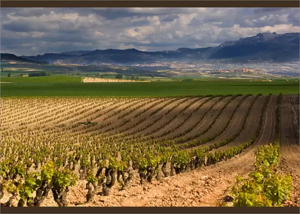Spring time vineyards roll to the distant village of Briones and mountains in the