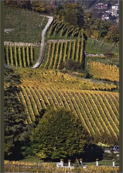 Swiss village and vineyard in autumn color, Interlaken, Switzerland along the Brienzwer