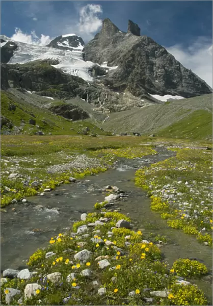 Alpine meadow below Tschingelhorn, 3562 meters, upper Lauterbrunnen Valley, Bernese Alps