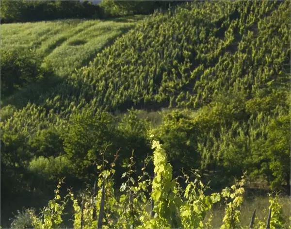 CROATIA, Samoborsko Gorje Region, PLESIVICA. Hillside vineyards