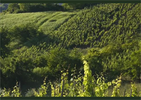 CROATIA, Samoborsko Gorje Region, PLESIVICA. Hillside vineyards