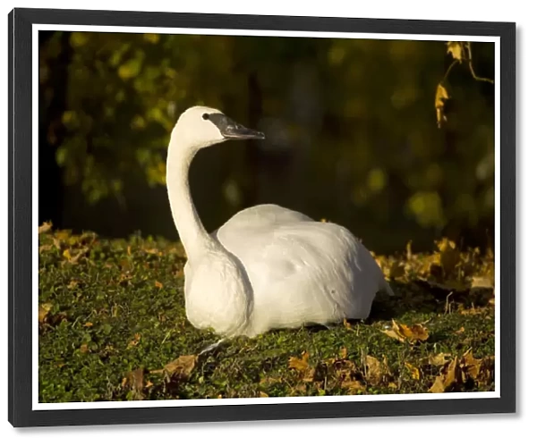 USA. Trumpeter Swan in the Fall