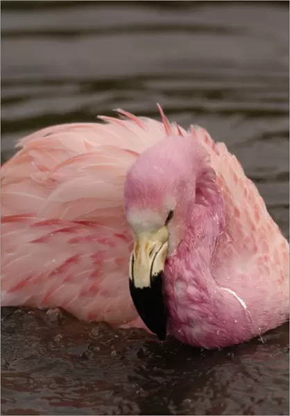 Andean Flamingo (Phoenicoparrus andinus) CAPTIVE Slimbridge Wildfowl and Wetlands