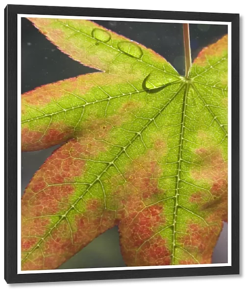 Maple leaf with dew on it. Credit as: Don Paulson  /  Jaynes Gallery  /  DanitaDelimont
