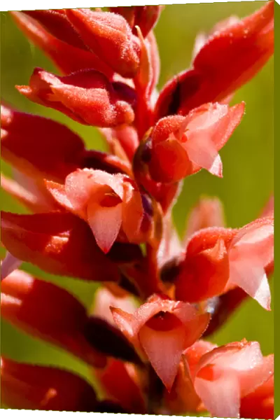 Leafless beaked orchid, Sacoila lanceolata, a leafless ladies tresses found in Florida
