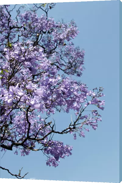 Argentina, Buenos Aires: Jacaranda trees bloom in the city park