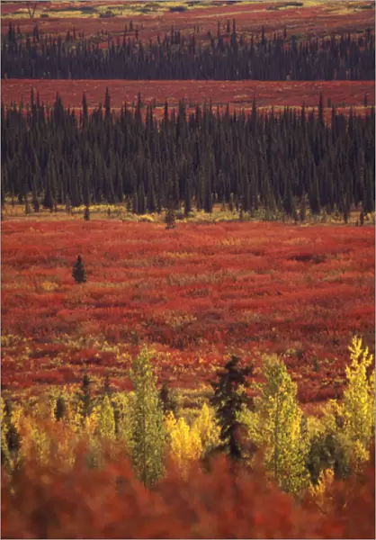 USA, Alaska, Denali NP Peak fall color; white spruce, aspen, bearberry bushes