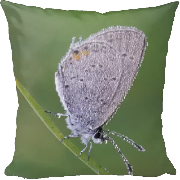 Dew-covered Eastern-tailed Blue butterfly