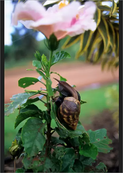 A snail eating a hybiscus in Hawaii