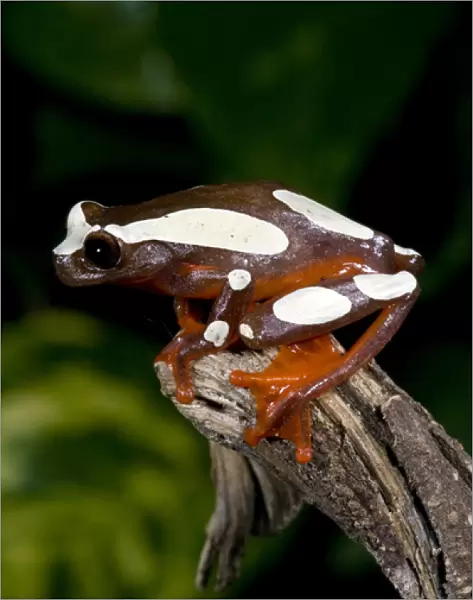 Clown Treefrog Hyla leucophylatta Native to Surinam