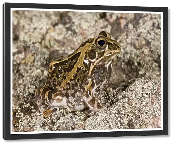Ornate Frog Hildebrandtia ornata Native to South Africa