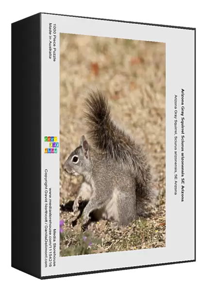 Arizona Gray Squirrel Sciurus arizonensis SE Arizona