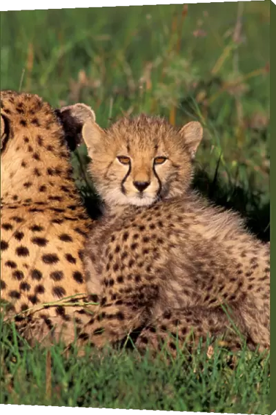 Africa, Safari, Leopard