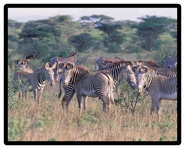 Africa, Safari, Zebra