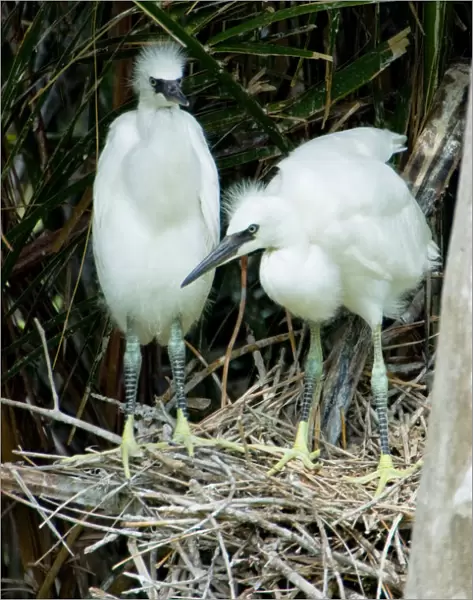 Two hatchling snowy egrets spy the surrounding area from their nest at Naples Zoo