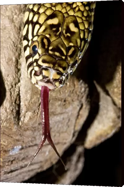 Florida Kingsnake (Lampropeltis getula floridana) is a non-venomous snake that preys
