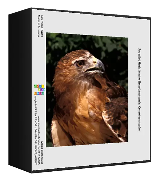 Red-tailed Hawk (female), Buteo jamaicensis, Controlled situation