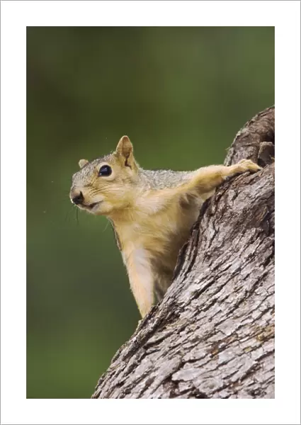 Eastern Fox Squirrel, Sciurus niger, adult on tree, Uvalde County, Hill Country, Texas