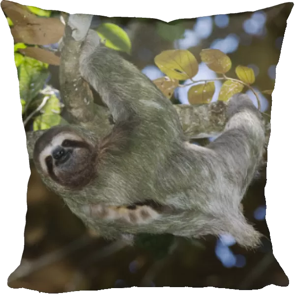 TTSL, 061, Rolf N, Three-toed Sloth