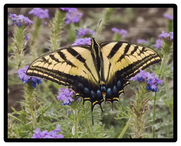 Two-Tailed Swallowtail, Papilio multicaudata, adult on Prairie Verbena (Verbena bipinnatifida)