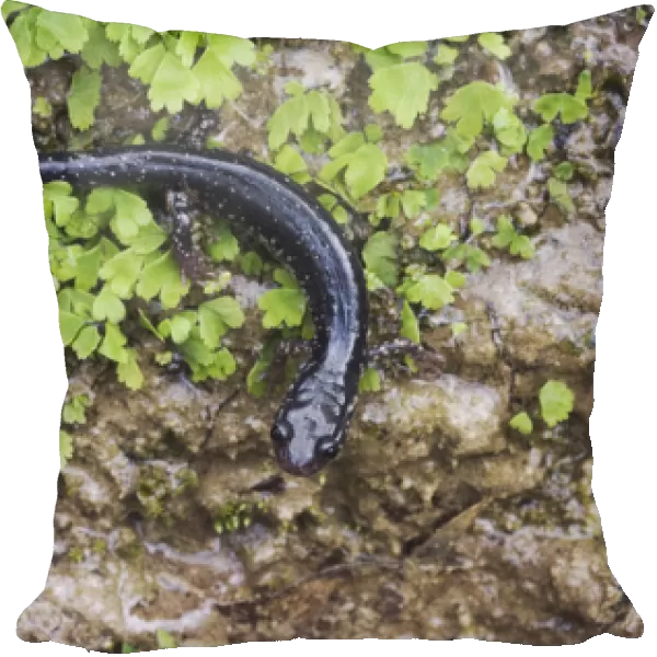 Western Slimy Salamander, Plethodon albagula, adult with fern, Uvalde County, Hill Country