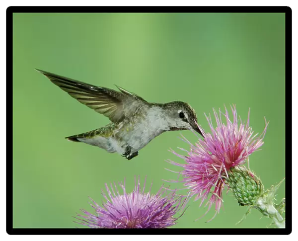 Annas Hummingbird, Calypte anna, female in flight feeding on Thistle, Paradise